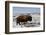 Bison (Bison Bison) Bull in the Winter-James Hager-Framed Photographic Print