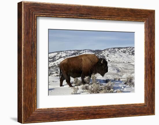 Bison (Bison Bison) Bull in the Winter-James Hager-Framed Photographic Print