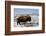 Bison (Bison Bison) Bull in the Winter-James Hager-Framed Photographic Print