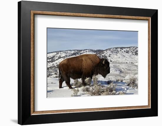 Bison (Bison Bison) Bull in the Winter-James Hager-Framed Photographic Print