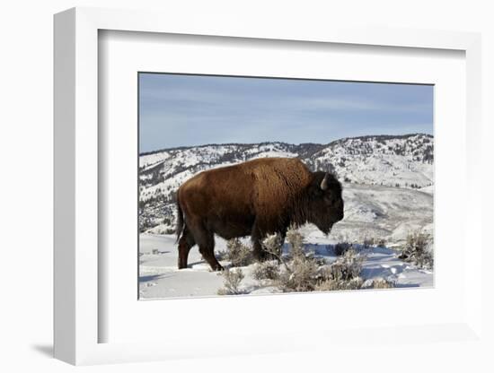 Bison (Bison Bison) Bull in the Winter-James Hager-Framed Photographic Print