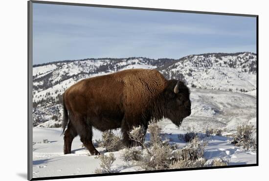 Bison (Bison Bison) Bull in the Winter-James Hager-Mounted Photographic Print