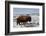 Bison (Bison Bison) Bull in the Winter-James Hager-Framed Photographic Print