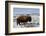 Bison (Bison Bison) Bull in the Winter-James Hager-Framed Photographic Print