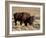 Bison (Bison Bison) Bull, Yellowstone National Park, Wyoming, USA, North America-James Hager-Framed Photographic Print