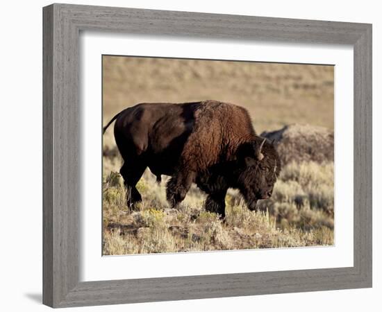 Bison (Bison Bison) Bull, Yellowstone National Park, Wyoming, USA, North America-James Hager-Framed Photographic Print