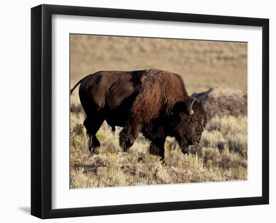 Bison (Bison Bison) Bull, Yellowstone National Park, Wyoming, USA, North America-James Hager-Framed Photographic Print