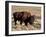 Bison (Bison Bison) Bull, Yellowstone National Park, Wyoming, USA, North America-James Hager-Framed Photographic Print