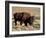 Bison (Bison Bison) Bull, Yellowstone National Park, Wyoming, USA, North America-James Hager-Framed Photographic Print