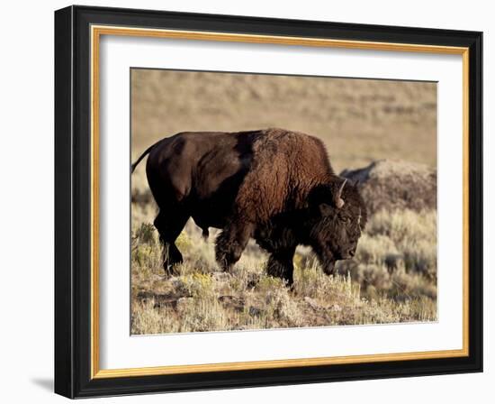Bison (Bison Bison) Bull, Yellowstone National Park, Wyoming, USA, North America-James Hager-Framed Photographic Print