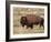 Bison (Bison Bison) Bull, Yellowstone National Park, Wyoming, USA, North America-James Hager-Framed Photographic Print