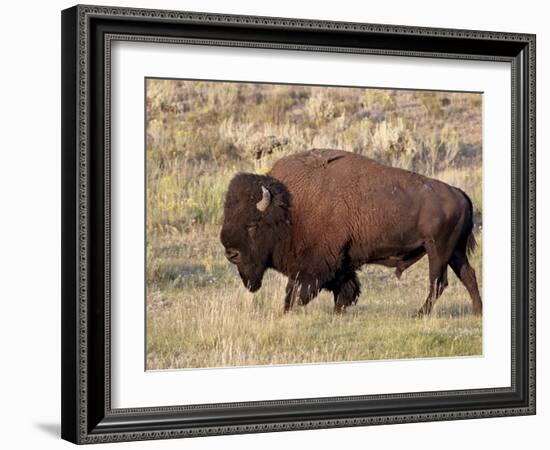 Bison (Bison Bison) Bull, Yellowstone National Park, Wyoming, USA, North America-James Hager-Framed Photographic Print