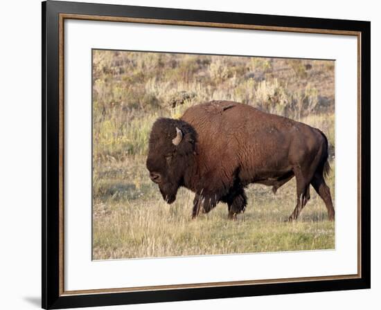 Bison (Bison Bison) Bull, Yellowstone National Park, Wyoming, USA, North America-James Hager-Framed Photographic Print