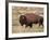 Bison (Bison Bison) Bull, Yellowstone National Park, Wyoming, USA, North America-James Hager-Framed Photographic Print