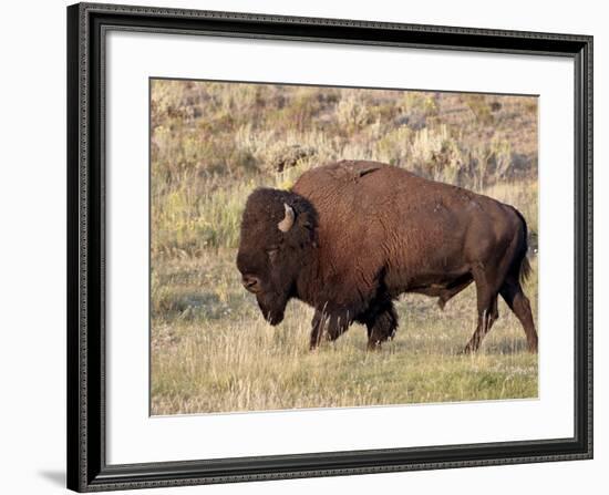 Bison (Bison Bison) Bull, Yellowstone National Park, Wyoming, USA, North America-James Hager-Framed Photographic Print