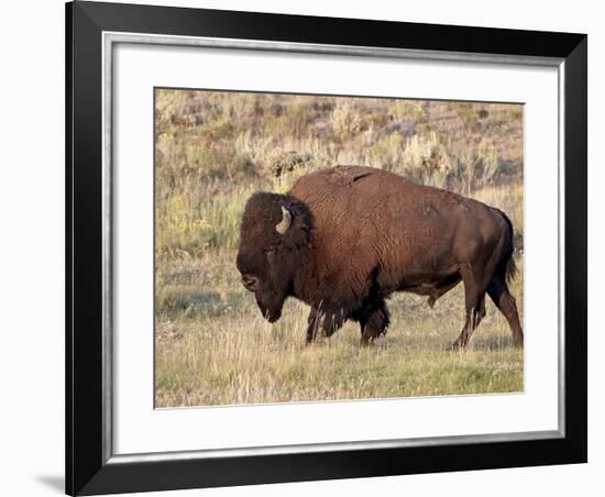 Bison (Bison Bison) Bull, Yellowstone National Park, Wyoming, USA, North America-James Hager-Framed Photographic Print