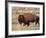 Bison (Bison Bison) Bull, Yellowstone National Park, Wyoming, USA, North America-James Hager-Framed Photographic Print