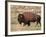 Bison (Bison Bison) Bull, Yellowstone National Park, Wyoming, USA, North America-James Hager-Framed Photographic Print