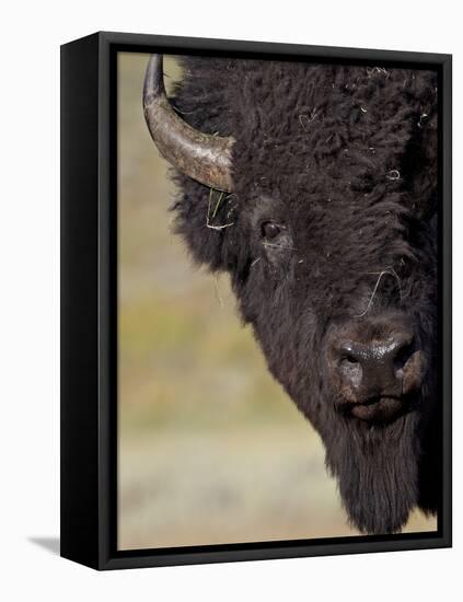 Bison (Bison Bison) Bull, Yellowstone National Park, Wyoming, USA, North America-James Hager-Framed Premier Image Canvas