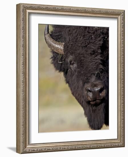 Bison (Bison Bison) Bull, Yellowstone National Park, Wyoming, USA, North America-James Hager-Framed Photographic Print