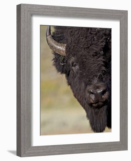 Bison (Bison Bison) Bull, Yellowstone National Park, Wyoming, USA, North America-James Hager-Framed Photographic Print