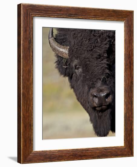 Bison (Bison Bison) Bull, Yellowstone National Park, Wyoming, USA, North America-James Hager-Framed Photographic Print