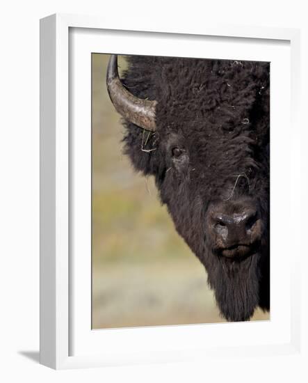 Bison (Bison Bison) Bull, Yellowstone National Park, Wyoming, USA, North America-James Hager-Framed Photographic Print