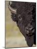 Bison (Bison Bison) Bull, Yellowstone National Park, Wyoming, USA, North America-James Hager-Mounted Photographic Print