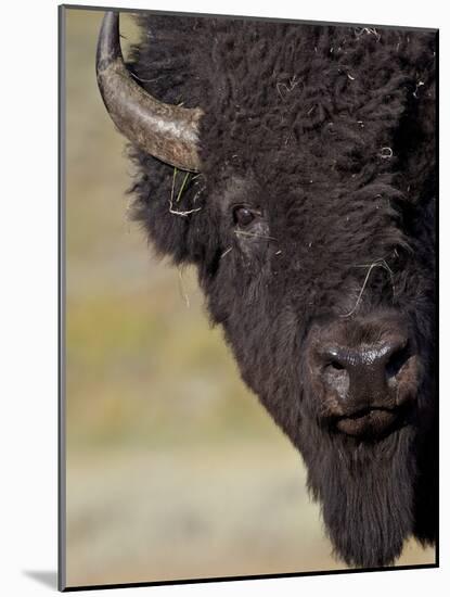 Bison (Bison Bison) Bull, Yellowstone National Park, Wyoming, USA, North America-James Hager-Mounted Photographic Print