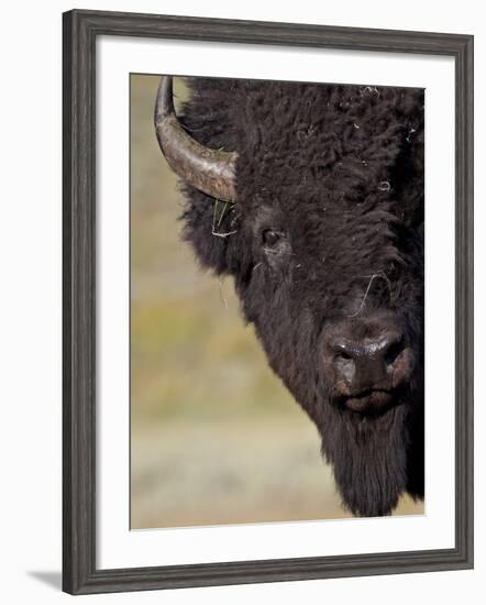 Bison (Bison Bison) Bull, Yellowstone National Park, Wyoming, USA, North America-James Hager-Framed Photographic Print