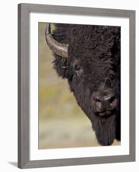 Bison (Bison Bison) Bull, Yellowstone National Park, Wyoming, USA, North America-James Hager-Framed Photographic Print