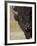 Bison (Bison Bison) Bull, Yellowstone National Park, Wyoming, USA, North America-James Hager-Framed Photographic Print