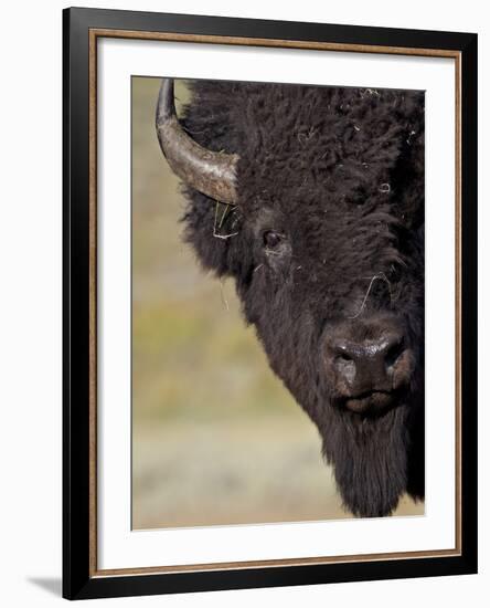 Bison (Bison Bison) Bull, Yellowstone National Park, Wyoming, USA, North America-James Hager-Framed Photographic Print