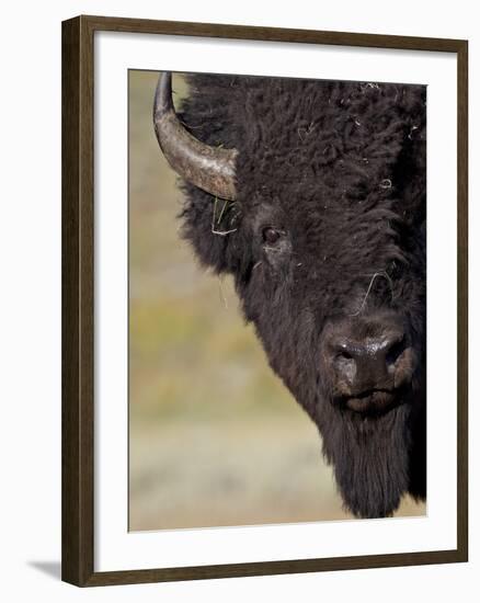 Bison (Bison Bison) Bull, Yellowstone National Park, Wyoming, USA, North America-James Hager-Framed Photographic Print