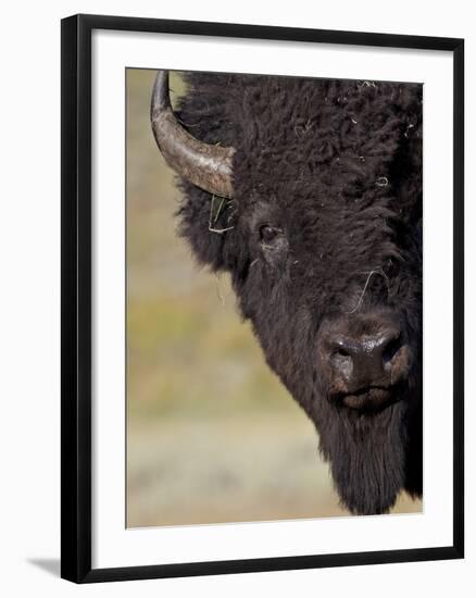 Bison (Bison Bison) Bull, Yellowstone National Park, Wyoming, USA, North America-James Hager-Framed Photographic Print