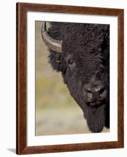 Bison (Bison Bison) Bull, Yellowstone National Park, Wyoming, USA, North America-James Hager-Framed Photographic Print