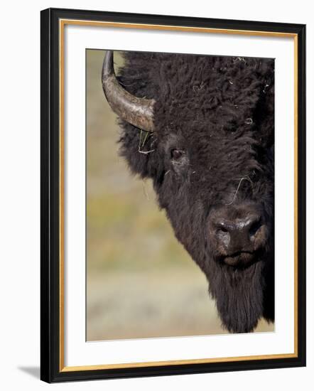 Bison (Bison Bison) Bull, Yellowstone National Park, Wyoming, USA, North America-James Hager-Framed Photographic Print