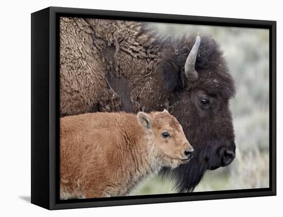 Bison (Bison Bison) Calf in Front of its Mother, Yellowstone National Park, Wyoming, USA-James Hager-Framed Premier Image Canvas