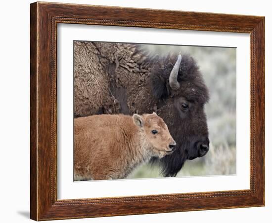 Bison (Bison Bison) Calf in Front of its Mother, Yellowstone National Park, Wyoming, USA-James Hager-Framed Photographic Print