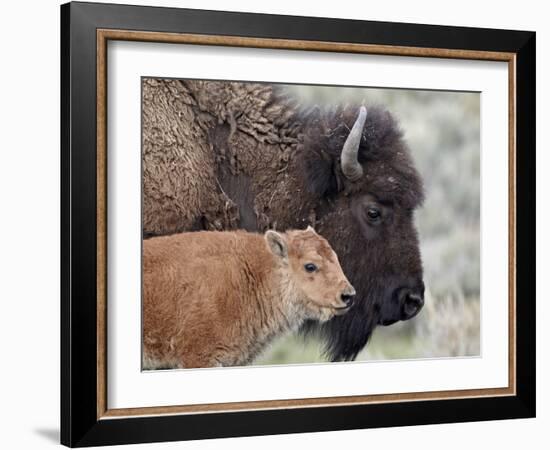 Bison (Bison Bison) Calf in Front of its Mother, Yellowstone National Park, Wyoming, USA-James Hager-Framed Photographic Print