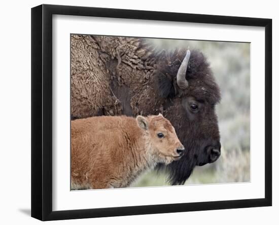 Bison (Bison Bison) Calf in Front of its Mother, Yellowstone National Park, Wyoming, USA-James Hager-Framed Photographic Print