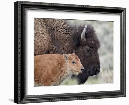 Bison (Bison Bison) Calf in Front of its Mother, Yellowstone National Park, Wyoming, USA-James Hager-Framed Photographic Print