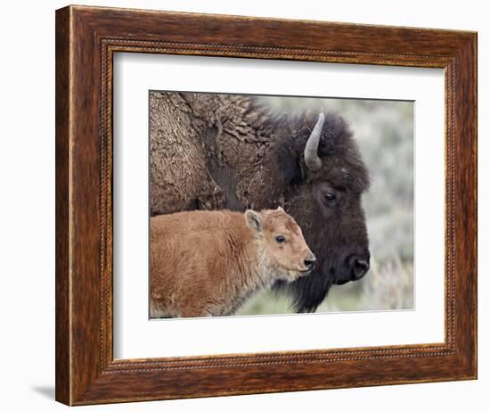 Bison (Bison Bison) Calf in Front of its Mother, Yellowstone National Park, Wyoming, USA-James Hager-Framed Photographic Print