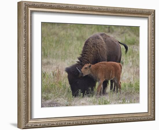 Bison (Bison Bison) Calf Playing with its Mother-James Hager-Framed Photographic Print