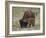 Bison (Bison Bison) Calf Playing with its Mother-James Hager-Framed Photographic Print