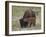 Bison (Bison Bison) Calf Playing with its Mother-James Hager-Framed Photographic Print