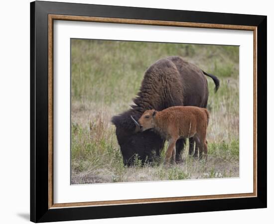 Bison (Bison Bison) Calf Playing with its Mother-James Hager-Framed Photographic Print