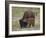 Bison (Bison Bison) Calf Playing with its Mother-James Hager-Framed Photographic Print