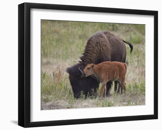 Bison (Bison Bison) Calf Playing with its Mother-James Hager-Framed Photographic Print