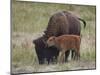 Bison (Bison Bison) Calf Playing with its Mother-James Hager-Mounted Photographic Print